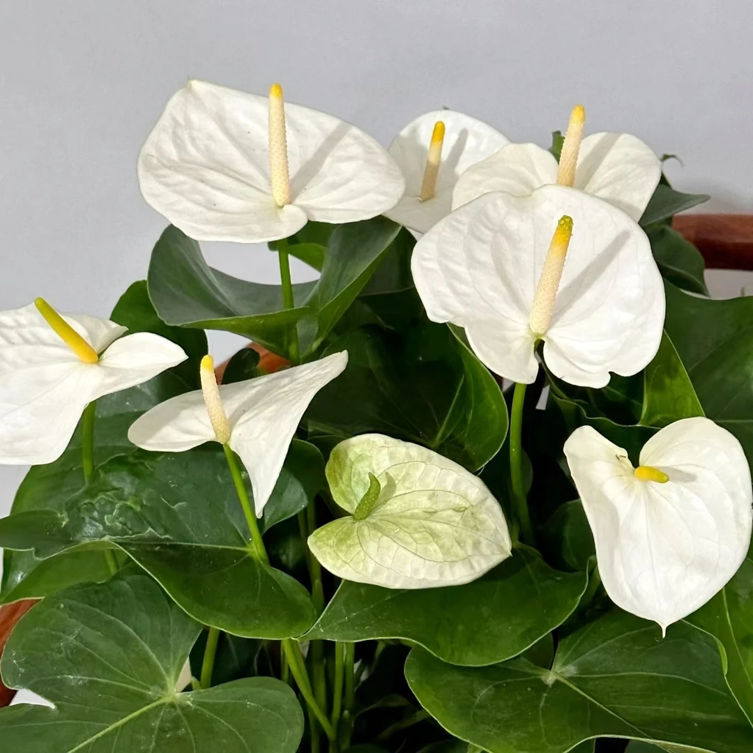 白可可（微瑕）白掌白色清新室内客厅阳台植物 云南鲜花绿植