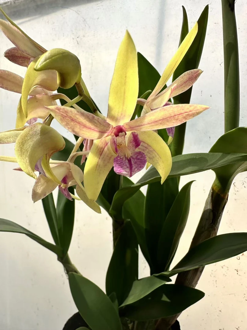 彩色大明石斛 爆花耐寒好养室内阳台花期长 云南鲜花绿植