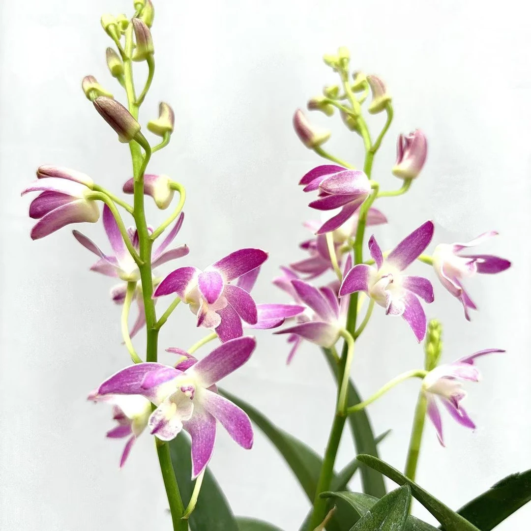 桃霞澳洲香水石斛（10年）彩色爆花耐寒好养室内阳台 云南鲜花绿植