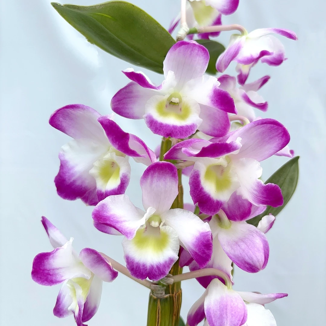 【福利】春石斛 粉紫爆花好养花期长室内阳台植物 云南鲜花绿植