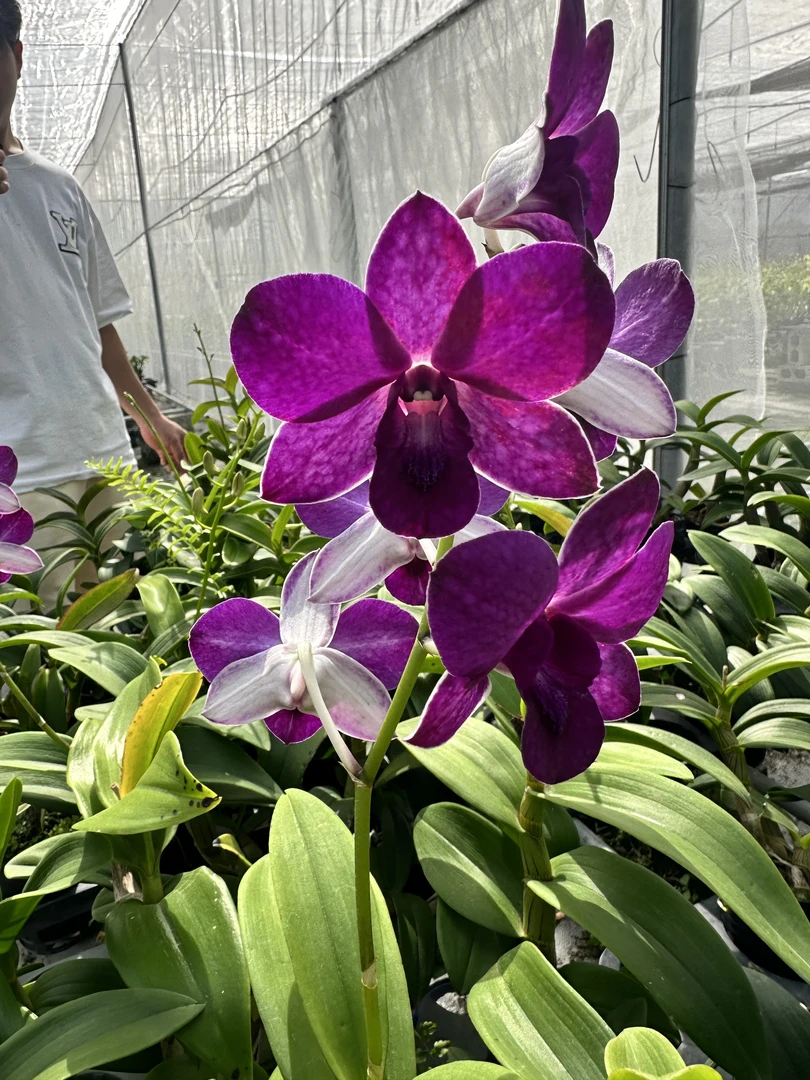 紫婷【秋石斛】粉紫爆花好养花期长云南鲜花绿植