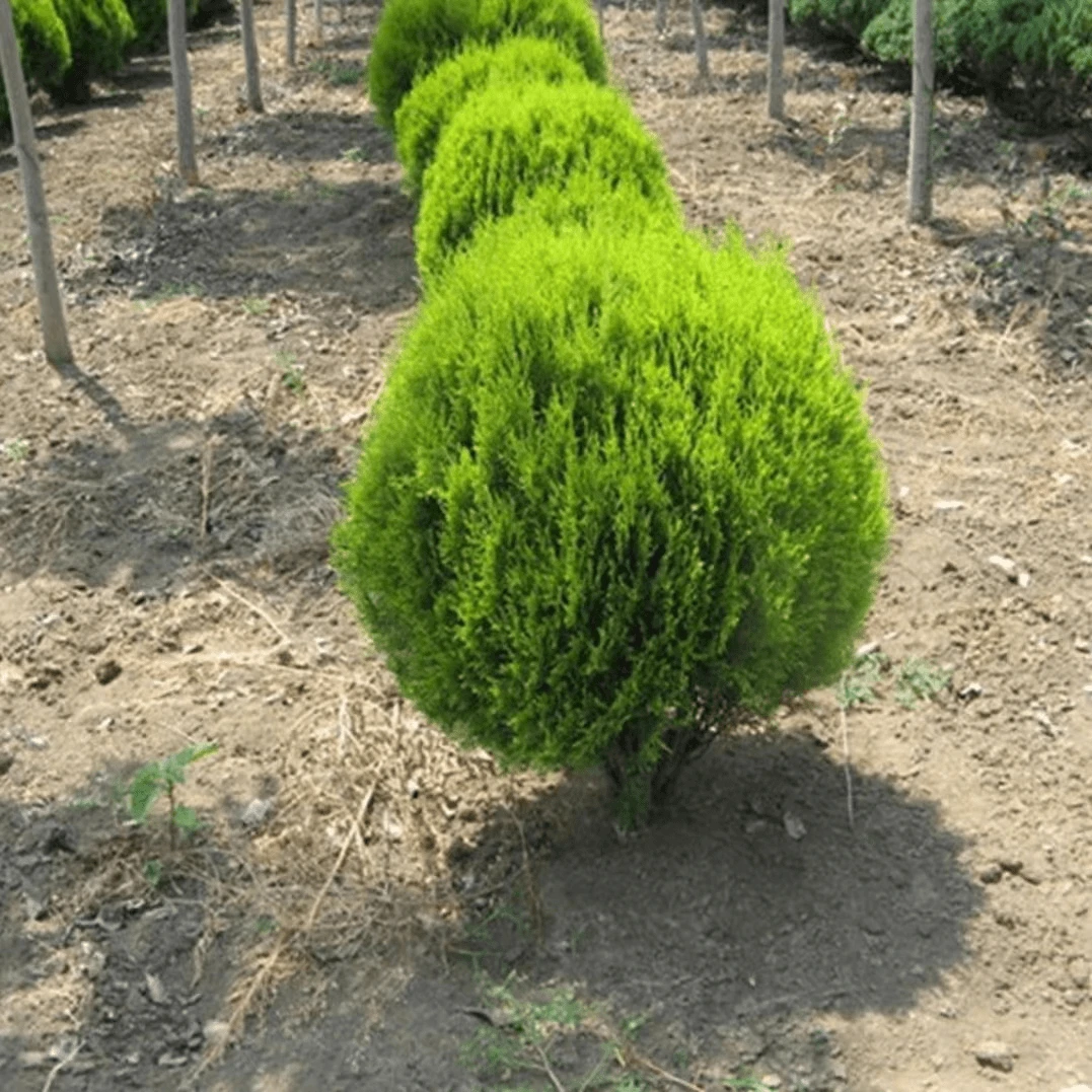 洒金柏树苗 盆景素材 洒金柏苗松柏树栽花卉庭院绿化植物盆栽盆景
