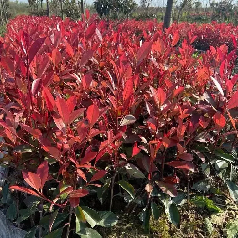 红叶石楠苗红花继木金森女贞火焰红庭院绿化苗篱笆苗小苗球