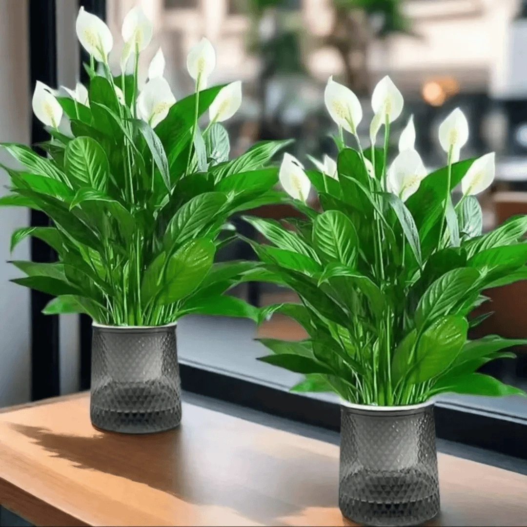 一帆风顺白掌盆景盆栽绿萝花卉植物室内花水培红掌绿植白掌