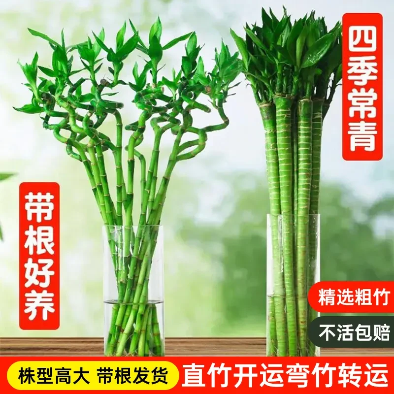 富贵竹弯竹水竹开运竹直竹竹子盆栽客厅室内水养绿植水培植物好养