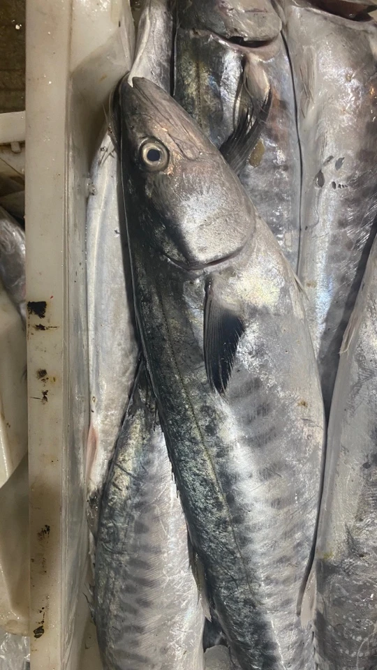 汕尾本港马鲛鱼香煎太好吃了5斤