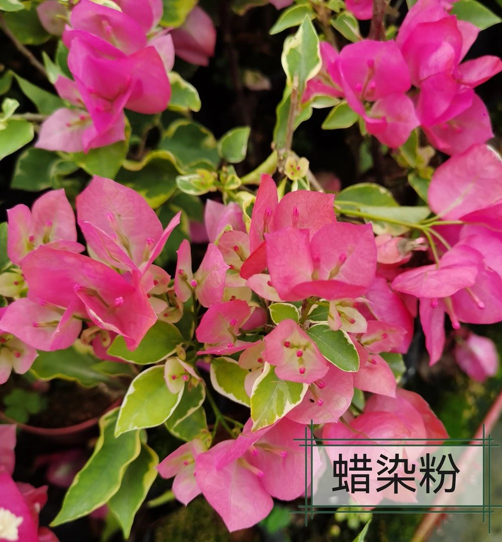 腾跃苗木蜡染粉勤花指数5颗星儿童盆栽夹竹桃虎刺梅