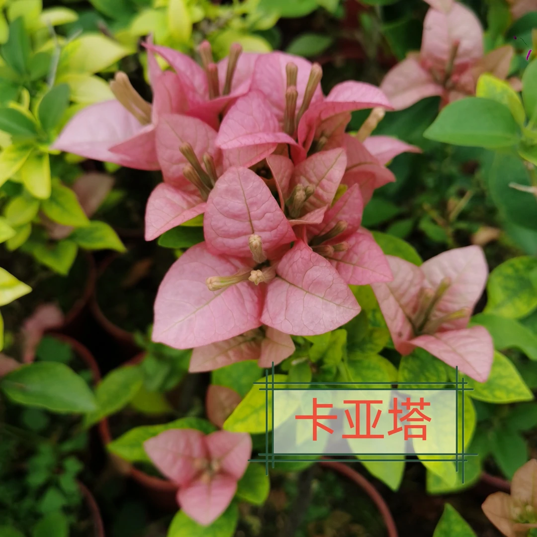 腾跃苗木卡亚塔勤花指数5颗星栀子花