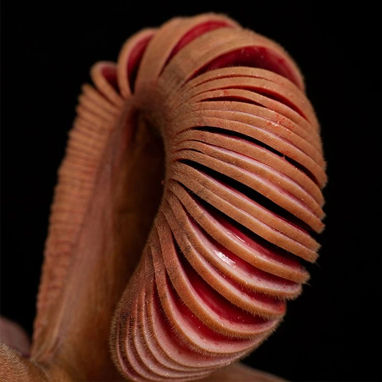 荣禄堂梅花鹿[鹿乡直供]鲜鹿茸切片中段（直播间自选）