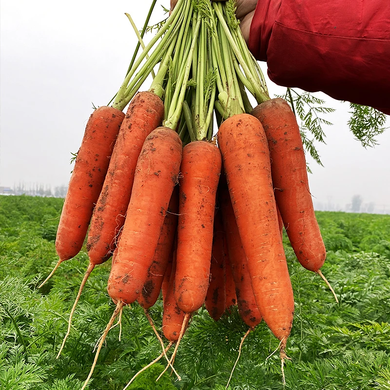 新鲜胡萝卜脆甜可口现挖新鲜胡萝卜营养蔬菜带箱5斤/9斤