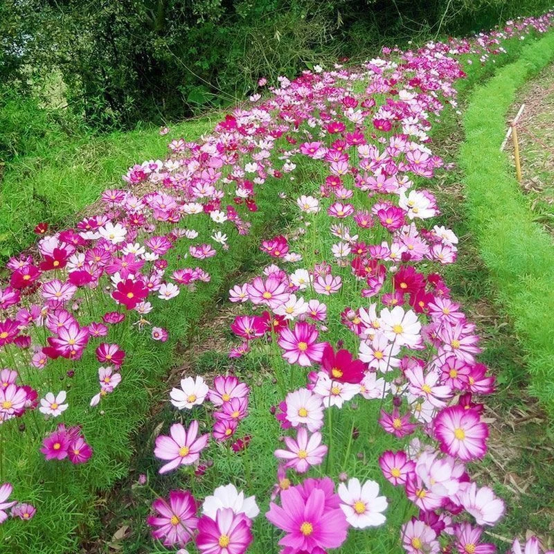 波斯菊花种子格桑花种子百日草阳台庭院室外易种活野花籽