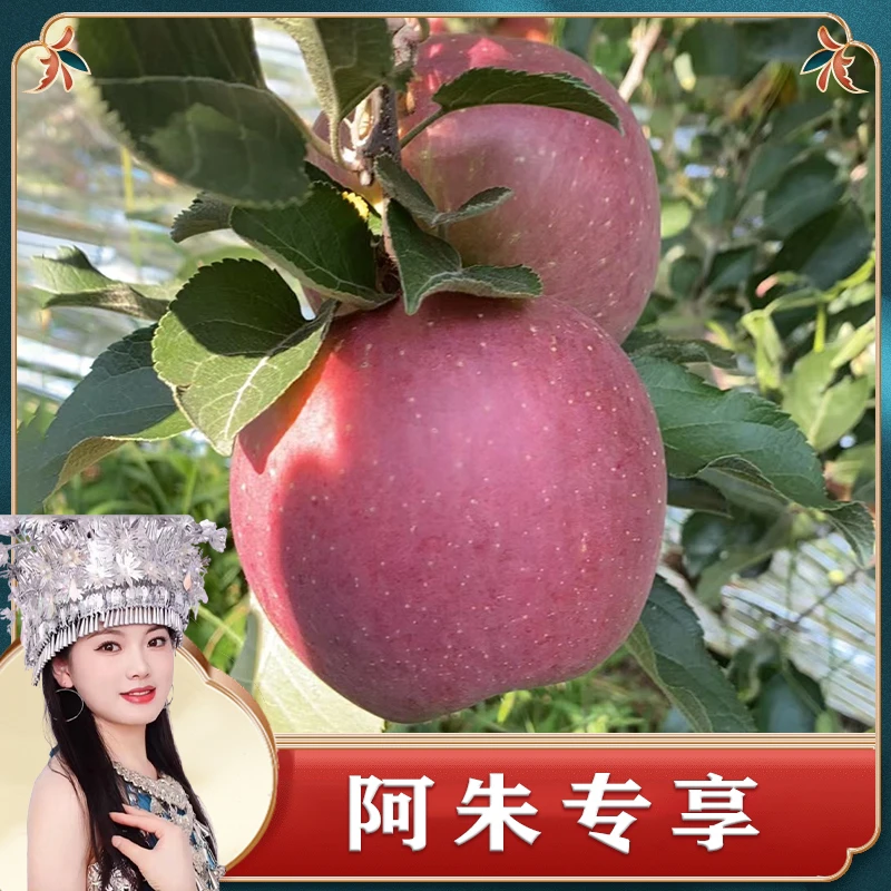 【又小又丑，新鲜好吃】云南昭通苹果