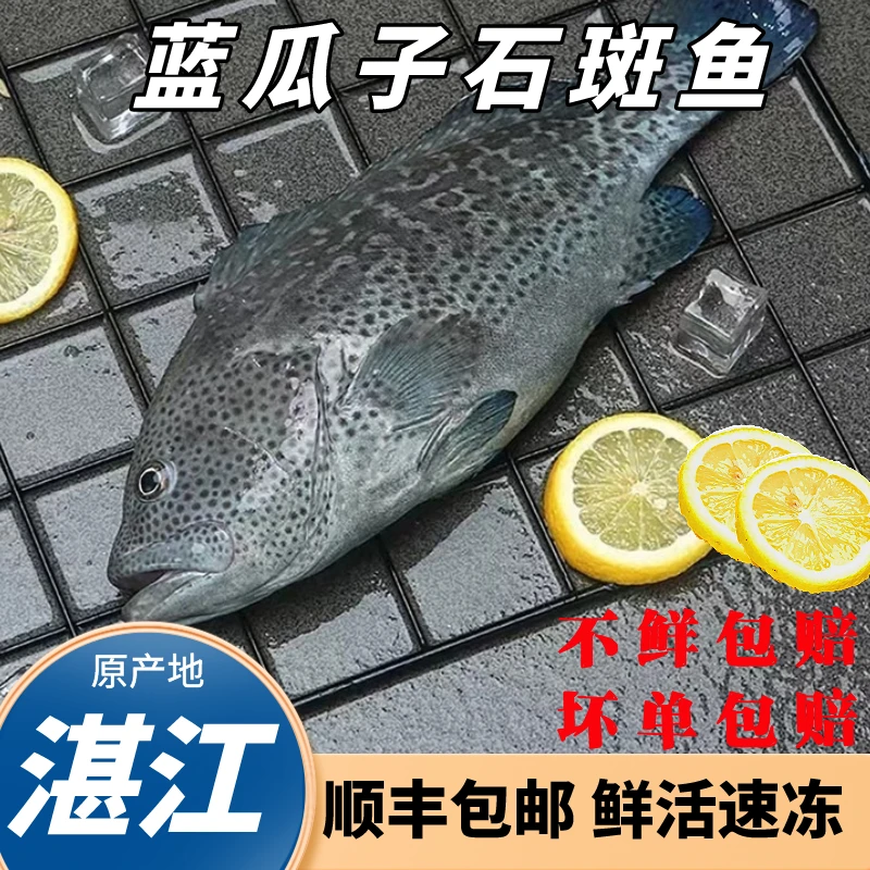 【蓝瓜子斑】到手3条共3.3斤广东湛江石斑鱼 活鱼现冻 顺丰冷链包邮