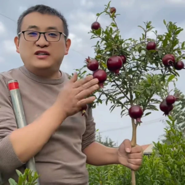 【紫玉-种苗】 南北方种植 种苗 阳台种植盆栽庭院植物
