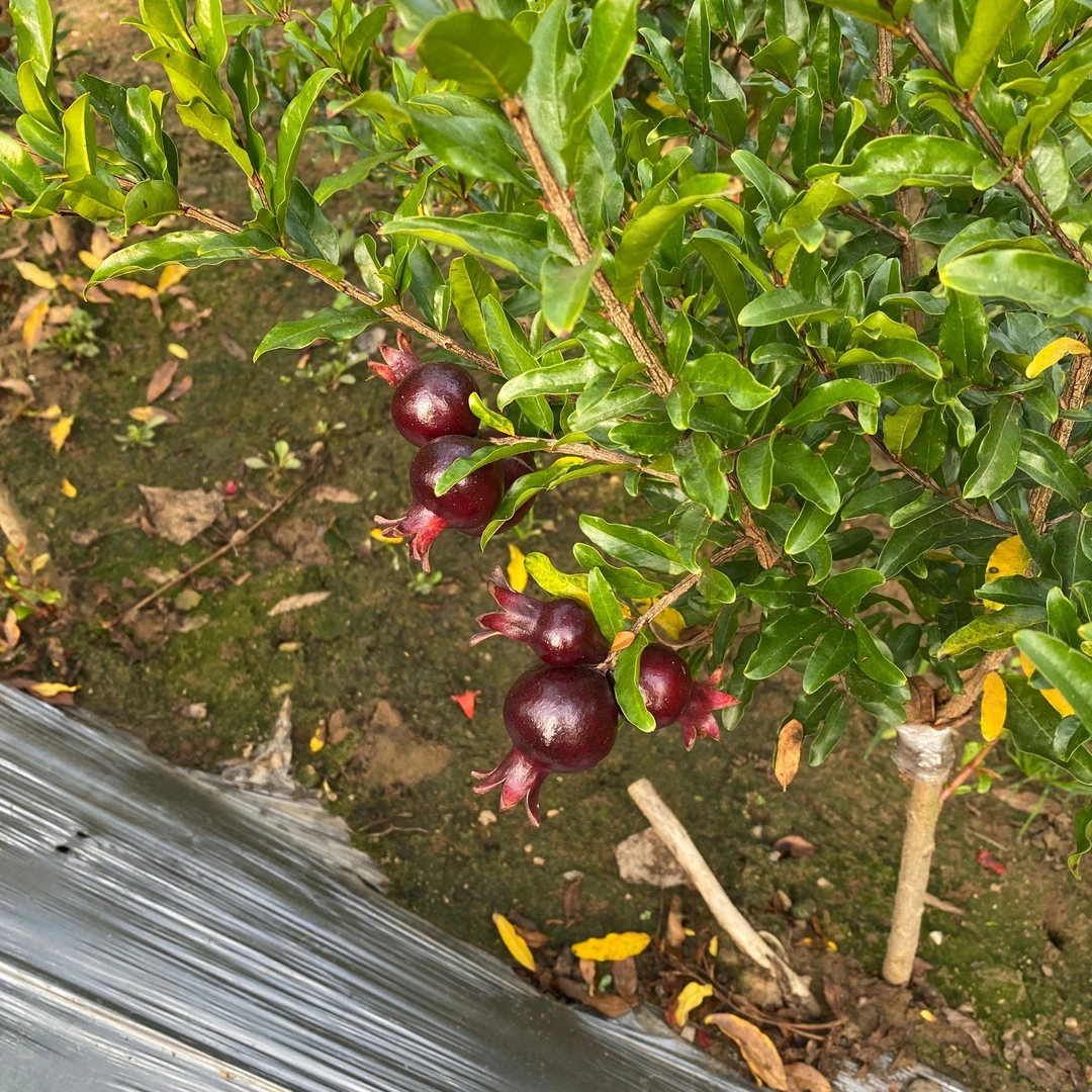 紫玉种苗庭院植物阳台盆栽南北方种植