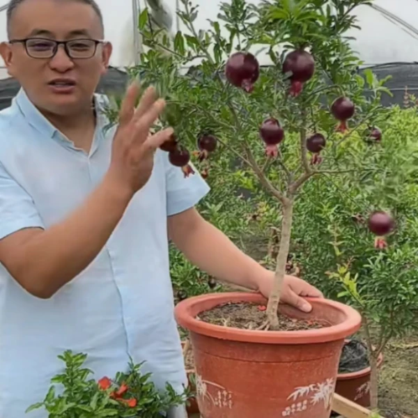 【紫玉-种苗】 南北方种植 种苗 阳台种植盆栽庭院植物