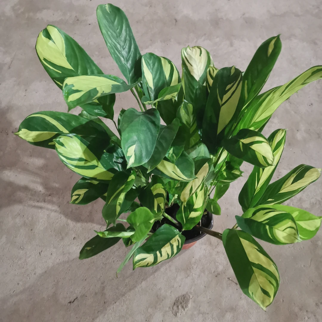 金梦竹芋室内植物盆栽吸甲醛室内四季常青绿植网红洒金现货基人鱼