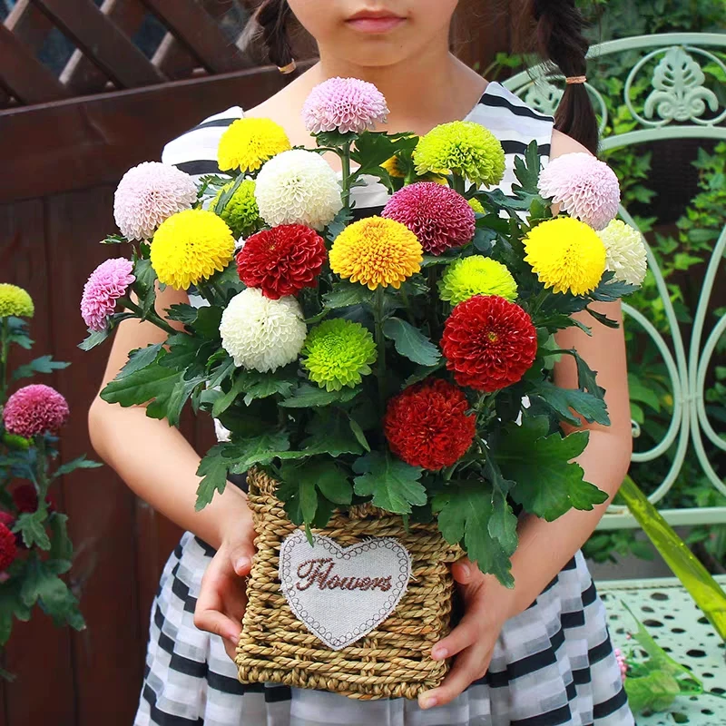 多色乒乓菊花卉盆栽带花苞四季开花室内外阳台易活多年生花期长