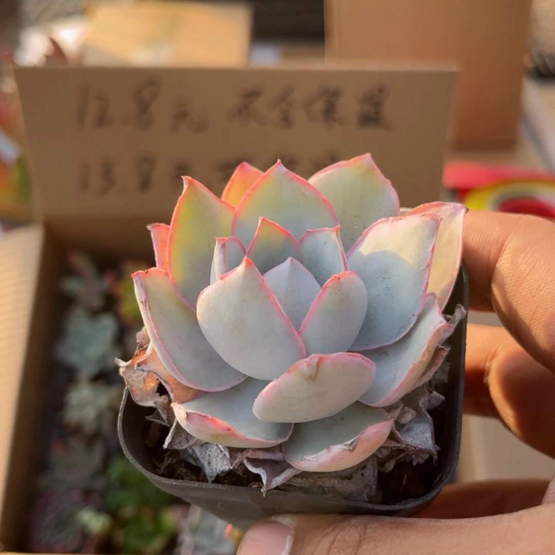 【闪购商品】多**惑广寒宫