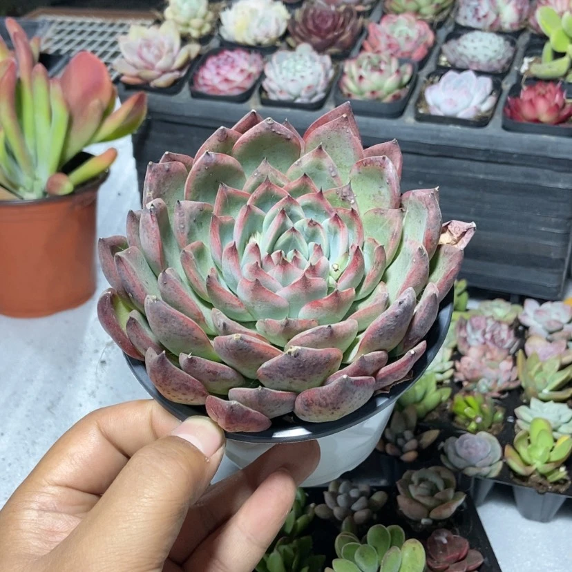 【闪购商品】军*篝火