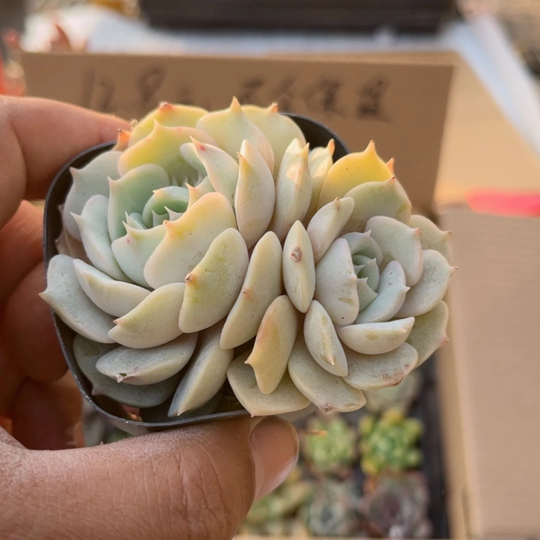 【闪购商品】多**惑露娜莲