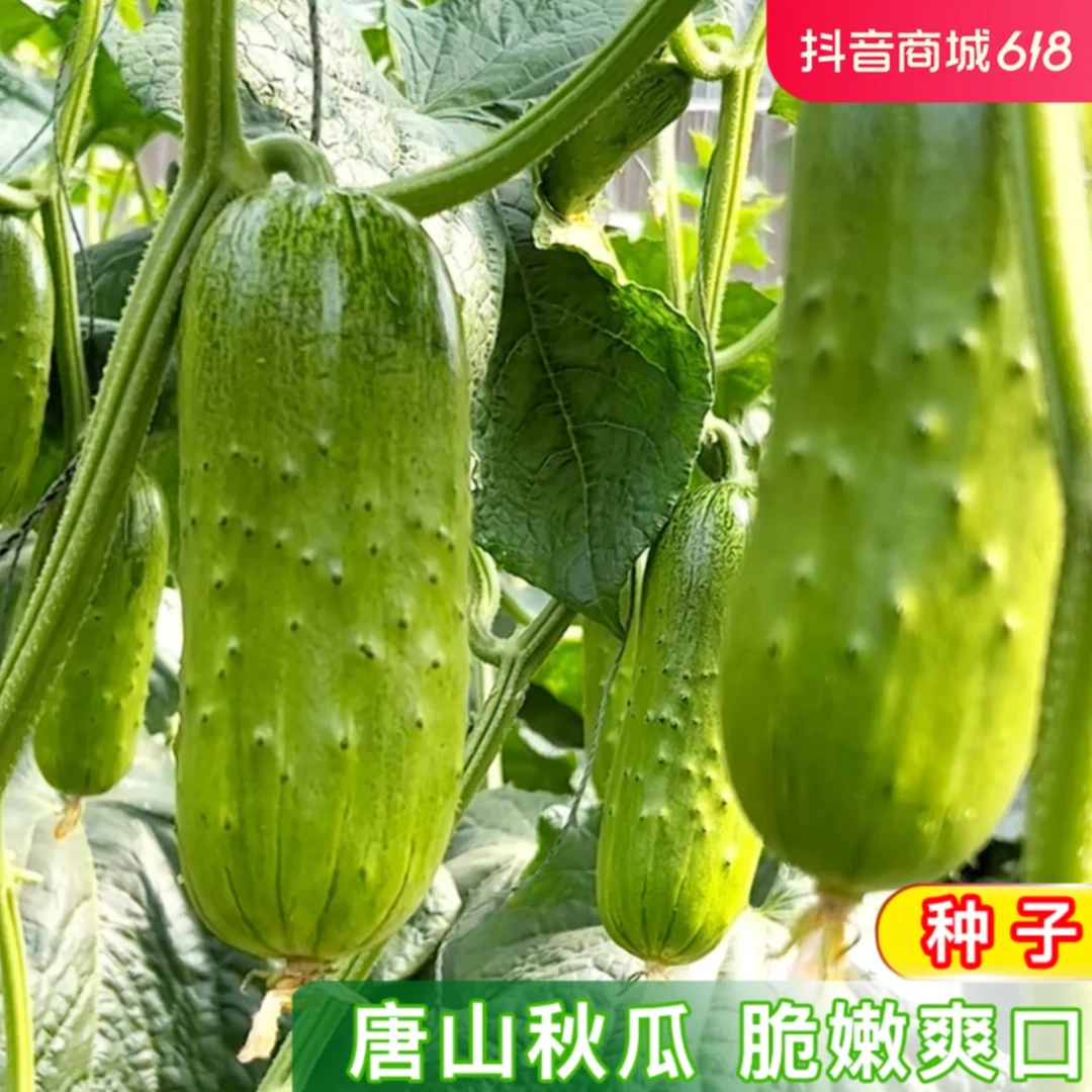 唐山秋瓜种籽 老品种黄瓜阳台种植庭院盆栽农家小菜园地蔬菜种子