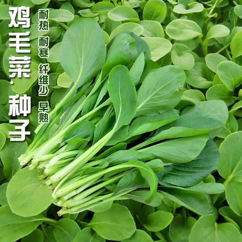 (拍2发3)鸡毛菜种子种籽蔬菜易种活四季阳台盆栽青菜孑速生小白菜