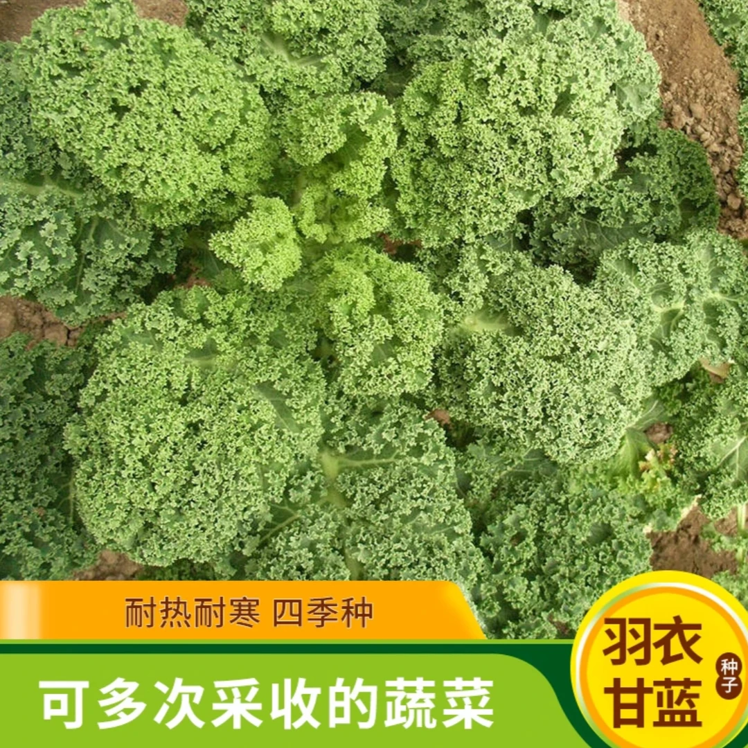 羽衣甘蓝种子种籽多年耐寒食用蔬菜苗阳台四季种植