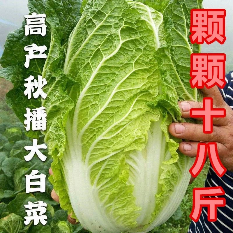 颗颗十八斤大白菜种子高产耐寒抗病四季播种秋冬北方蔬