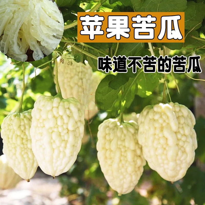 9.99元3包 苹果苦瓜种子水果苦瓜籽耐热美观四季