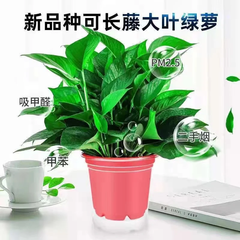 精选盆栽室内植物除甲醛好养绿箩长藤新房家用吸甲醛大盆绿植水培