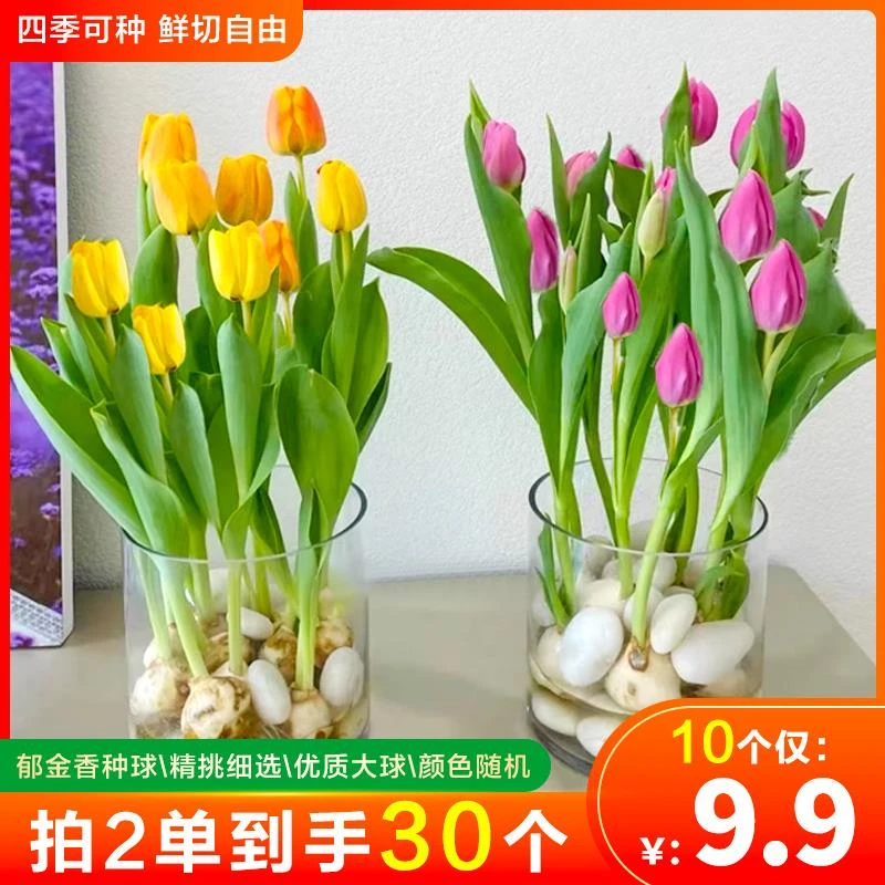 【9.9元10个，拍2单发30个】混色郁金香种球四季开花阳台盆栽植物