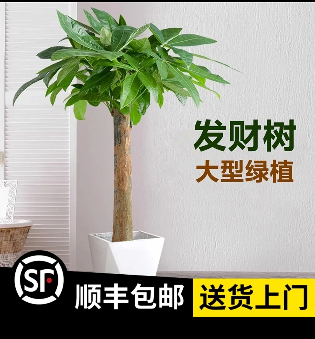 精品小单杆发财树，打木架顺丰包邮送货到家！赠送肥料底碟绑花