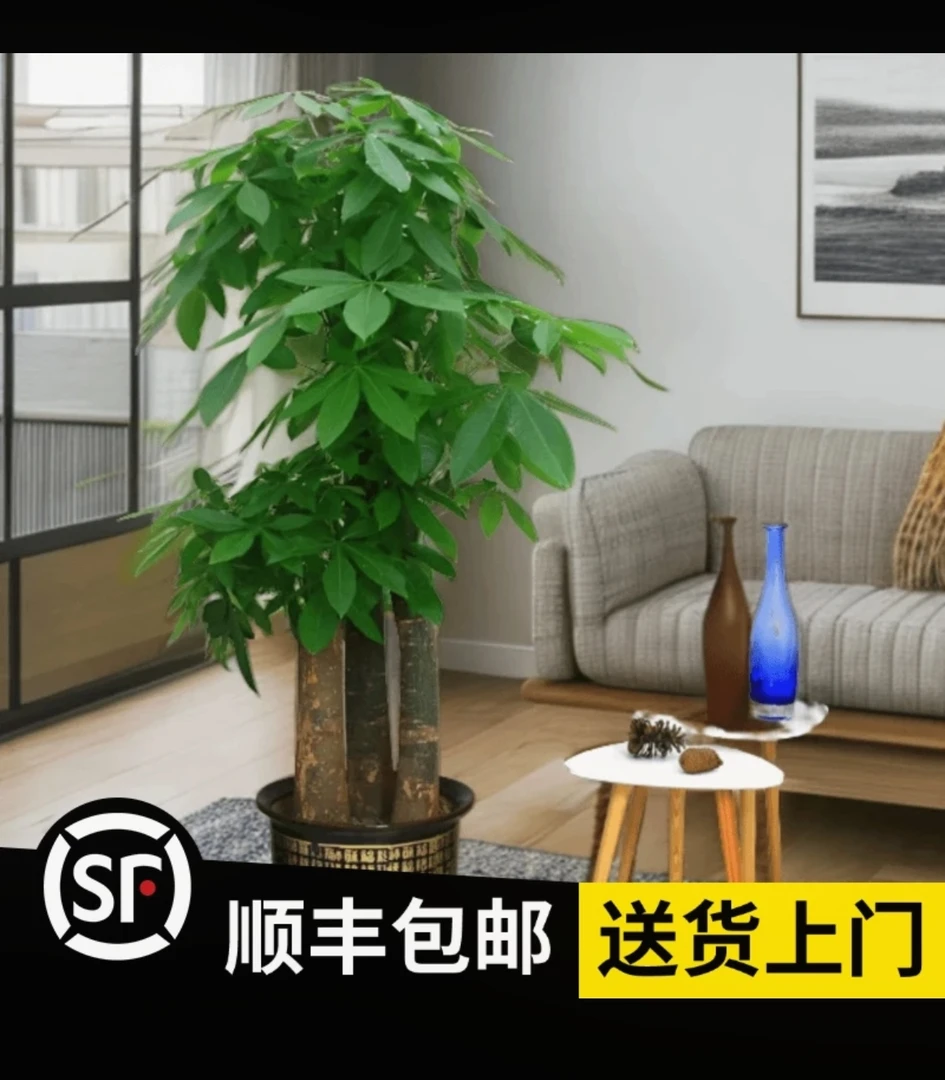 精品大3杆步步高发财树,45公分盆,赠送肥料底碟绑花陶粒!顺丰包邮