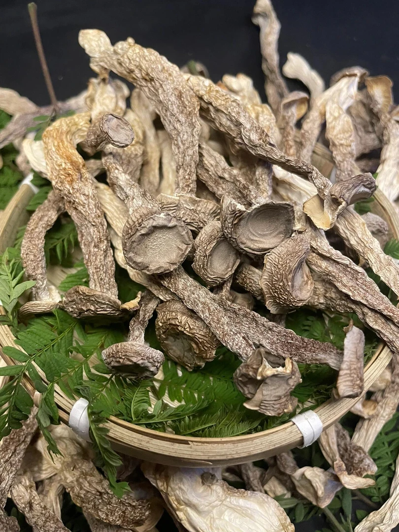 云南野生干鹿茸菇（大理直发）