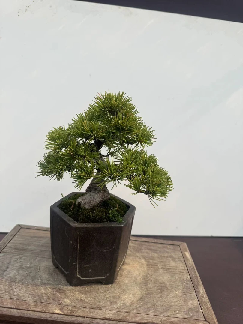 盆景直播专用(一物一拍)松类盆景