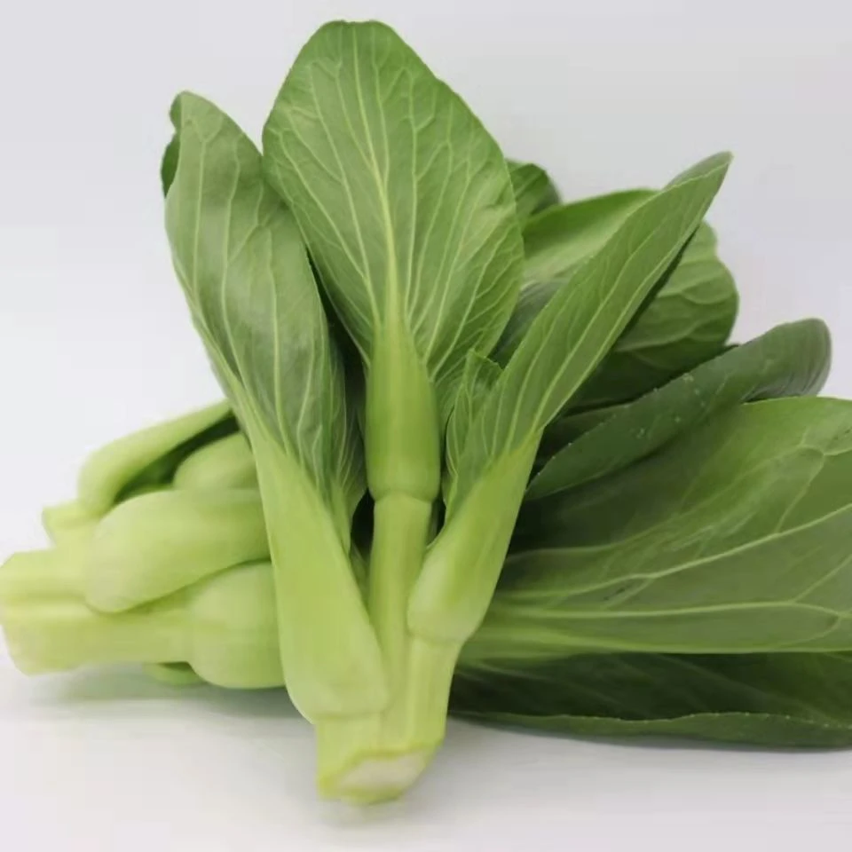 汉州鲜菜苔生态小青菜 现采现销票儿白鸡毛菜春化苔子上海青菜苔