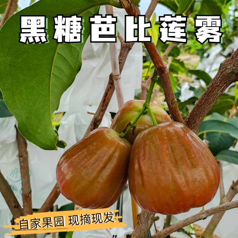 黑糖芭比莲雾3斤当季孕妇小孩新鲜水果优质清甜多汁爽口果园现摘