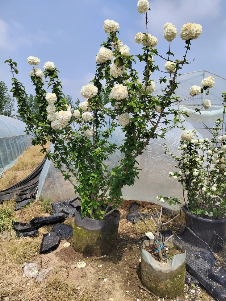中华木绣球斗球树苗室内外庭院花卉植物木本绣球花苗耐寒耐热好养