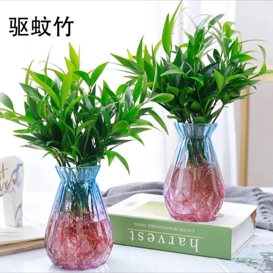 竹柏盆栽水培新宠驱蚊植物室内客厅卧室桌面绿植盆栽花卉四季常青