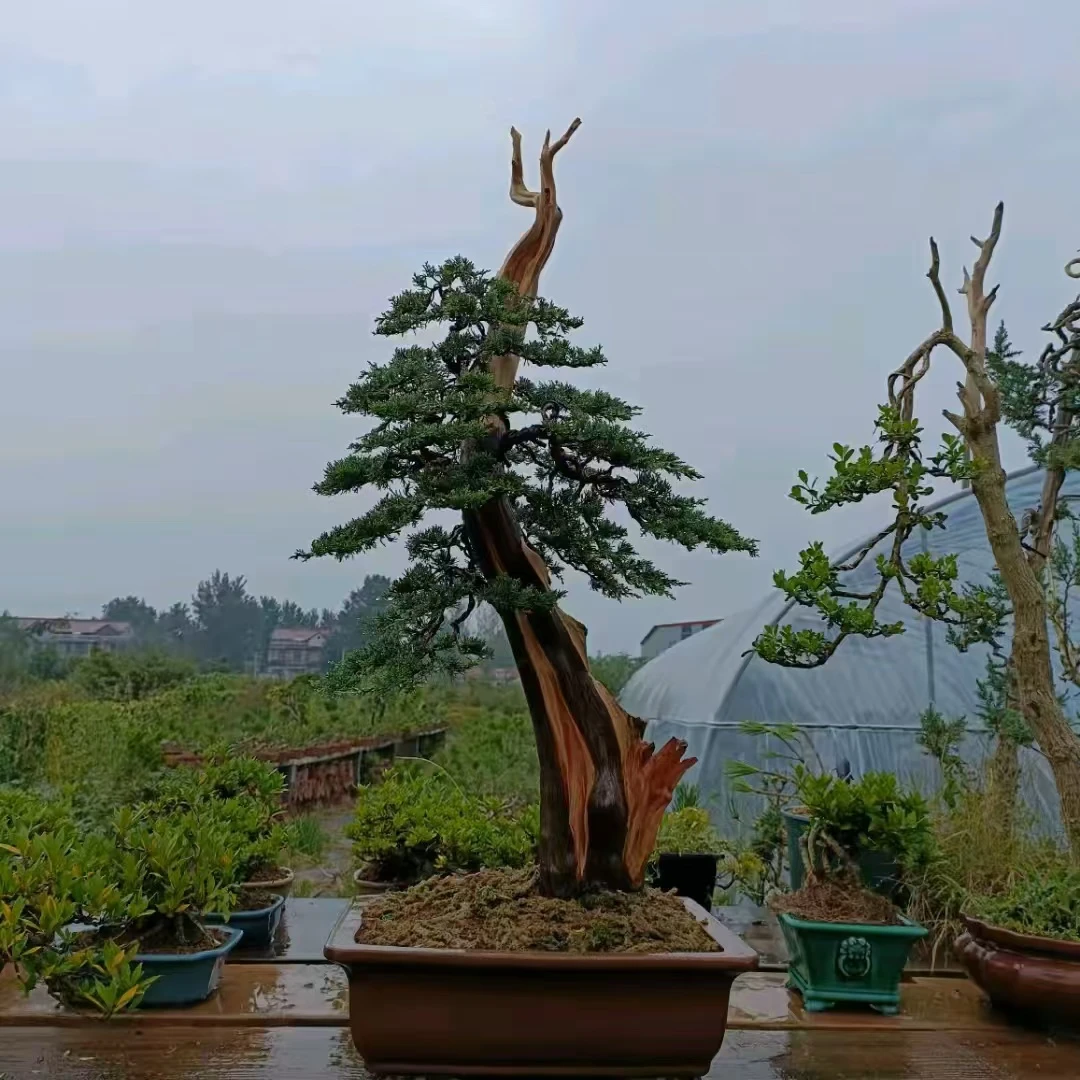 盆景黑松 真柏 杂木