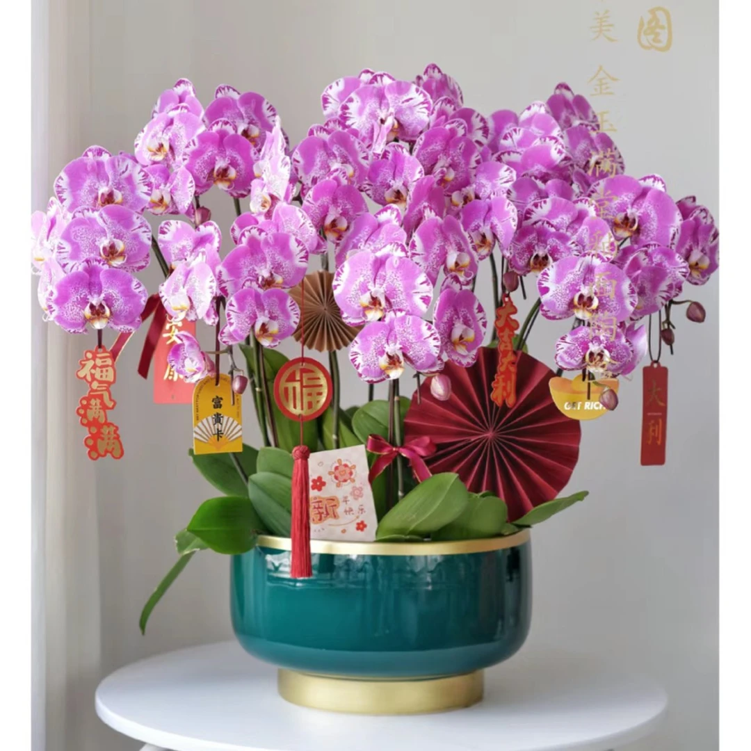 【藏宝图】紫色系蝴蝶兰室内花色冬季盆栽兰花大花3.0