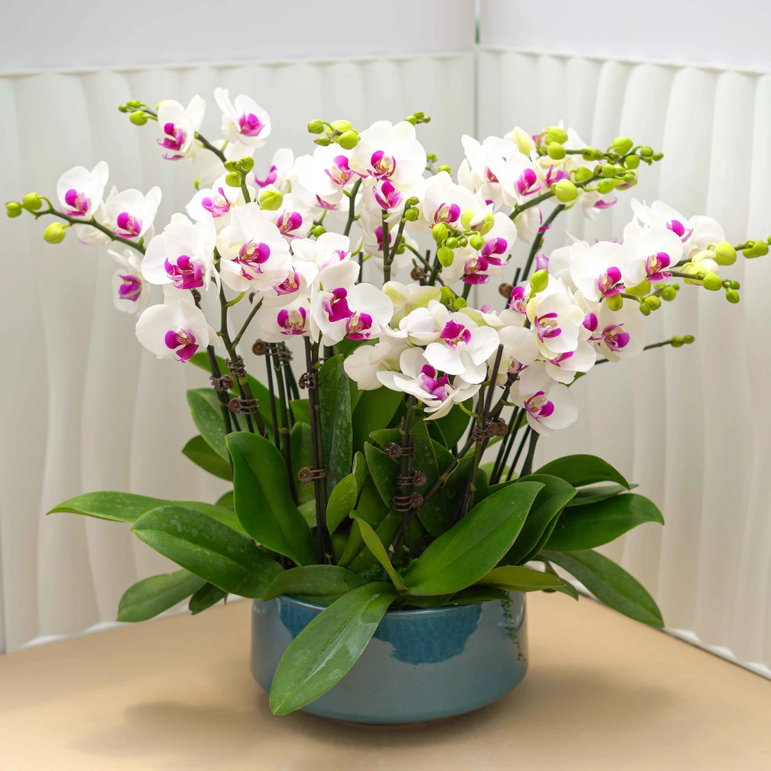 雪玉蝴蝶兰室内盆栽花期长易成活带花苞
