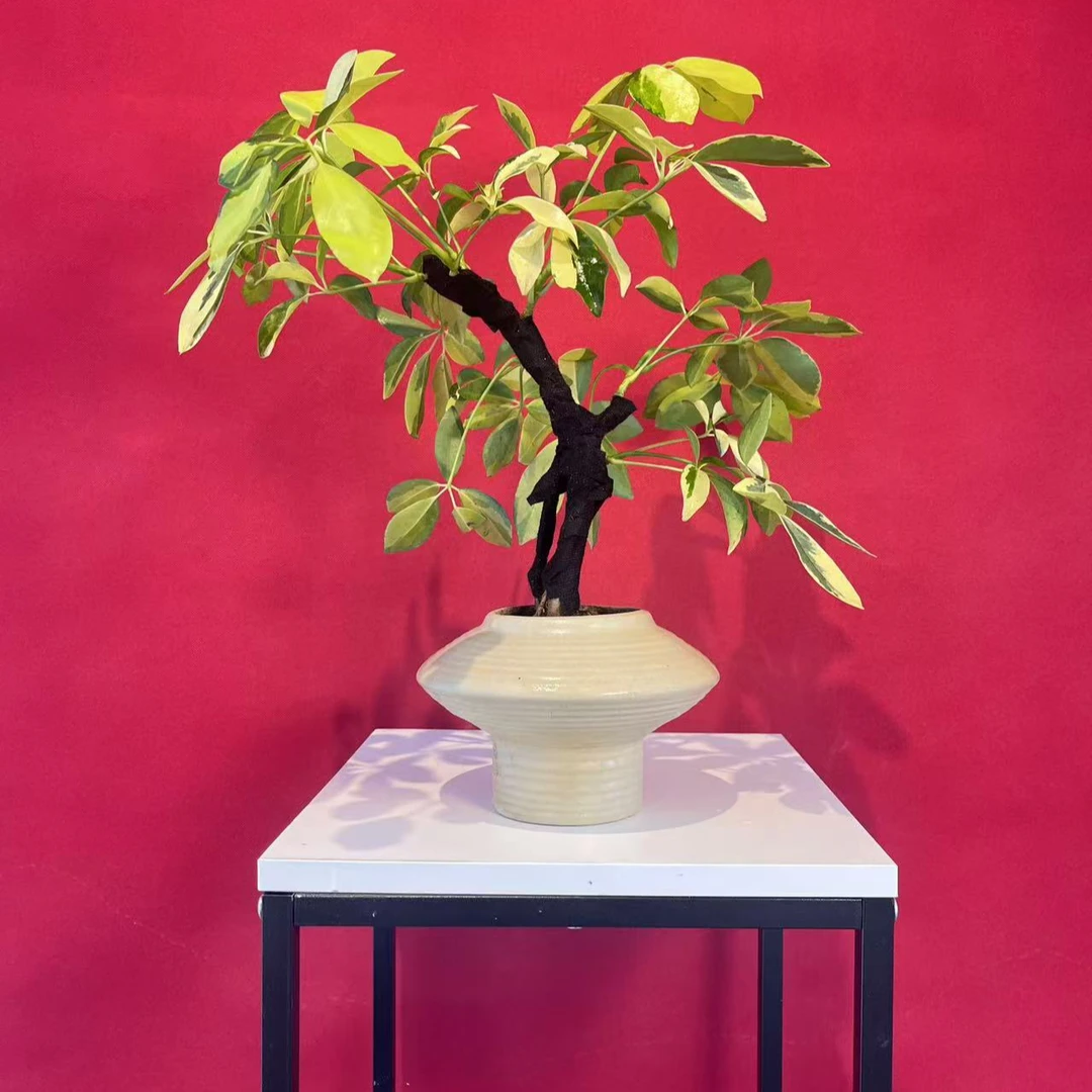造型澳洲花叶鸭脚木鸭掌木室内办公室桌面造型盆景观叶花卉绿植