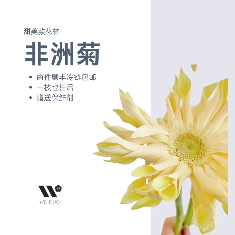 非洲菊 1扎 2单包邮 香格里拉亚丁爱尔兰小可爱西亚图可爱甜美