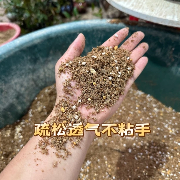 【生根快】5公斤海岛春花栀子花海岛石枫生桩熟桩土壤疏松透气保湿