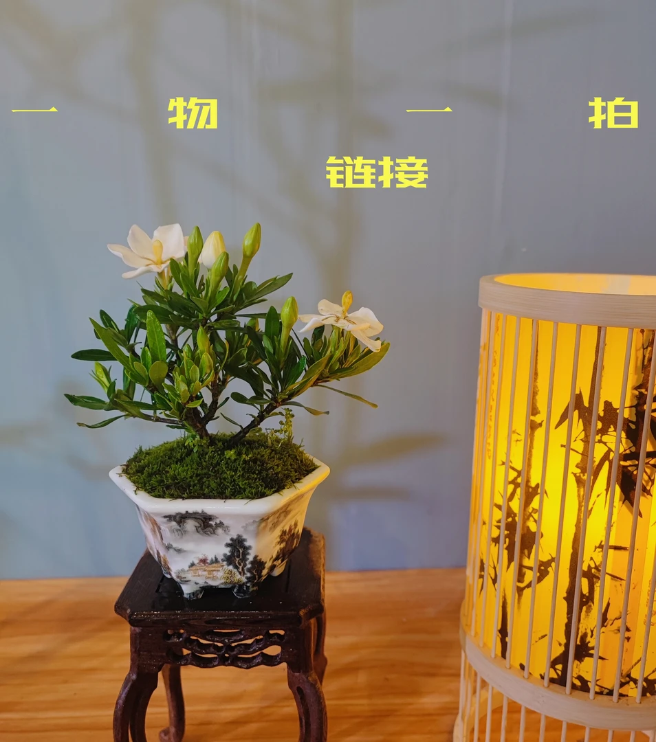 【花有清香盆景】手艺盆景,一物一拍链接贰