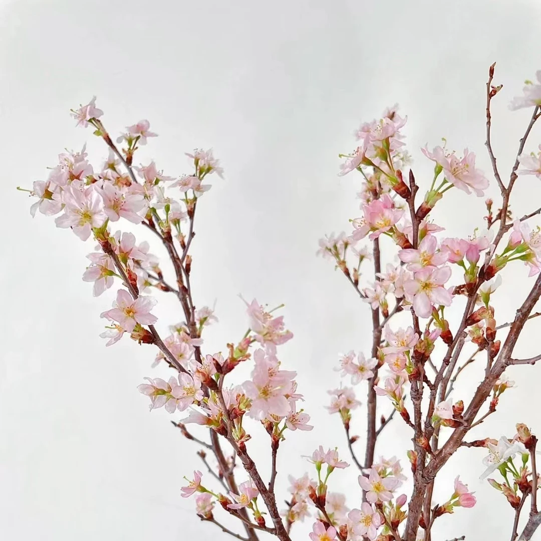 【优选樱花】0℃以下地区一定要拍保温棉 不拍保温棉冻坏不售后