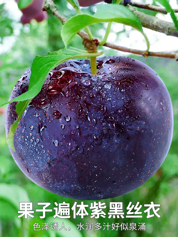 黑布林李子甜黑宝石李整孕妇水果时令整箱包邮酸甜水新鲜水果多汁