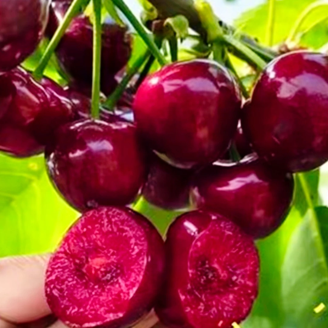 车厘子大樱桃果树苗大樱桃果树苗庭院阳台种植马拉松水果阳台